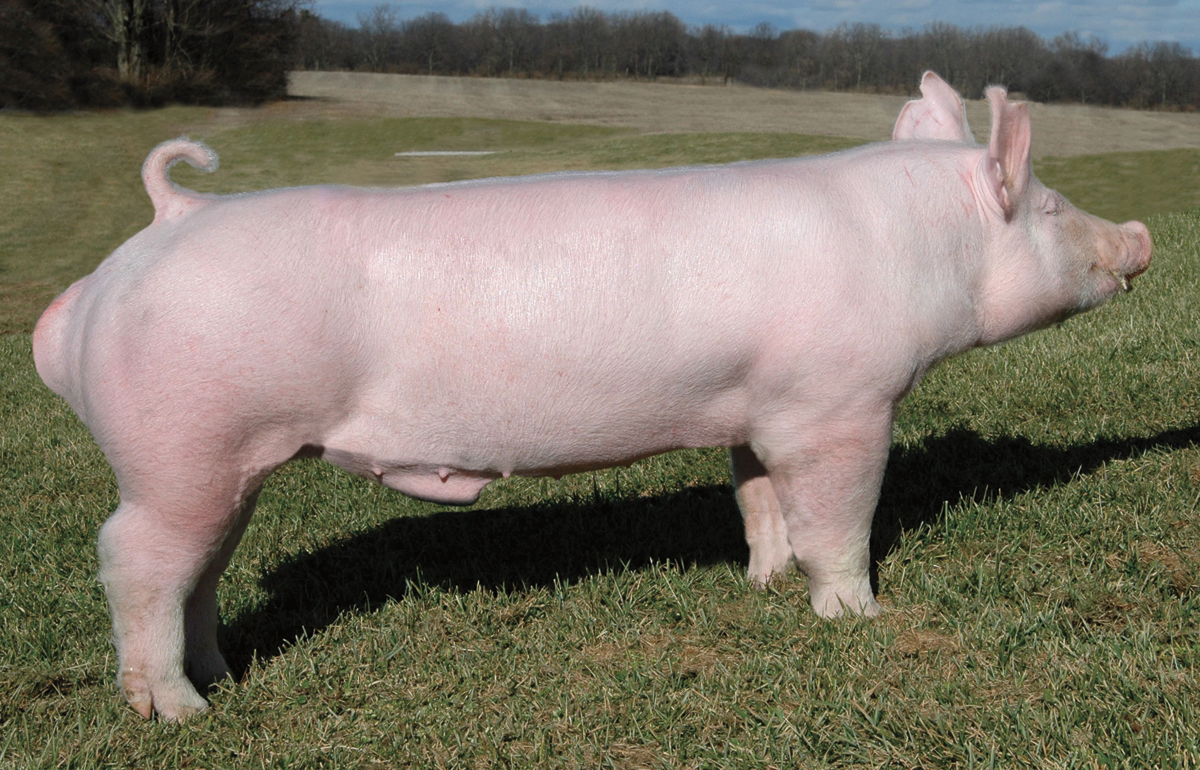 Texas Show Pig Gathering